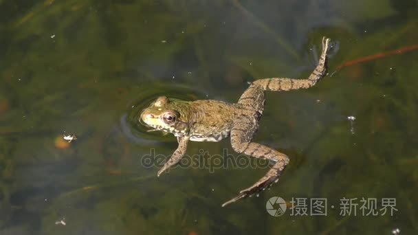 在一个池塘里的普通水蛙视频