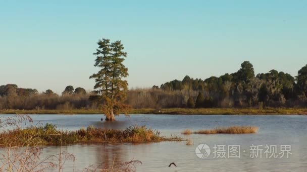 在佛罗里达州湿地的日落视频