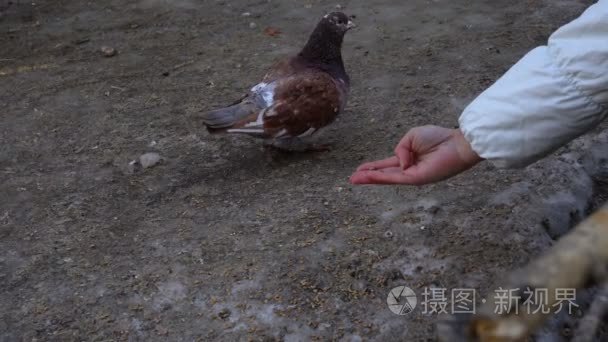 首页美丽鸽子在地球上行走。粮食喂鸽子的人。鸽子啄种子甚至从人们的手里。摄像特写