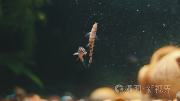 许多美丽色彩缤纷的鱼群长纱尾巴和精美在首页水族馆