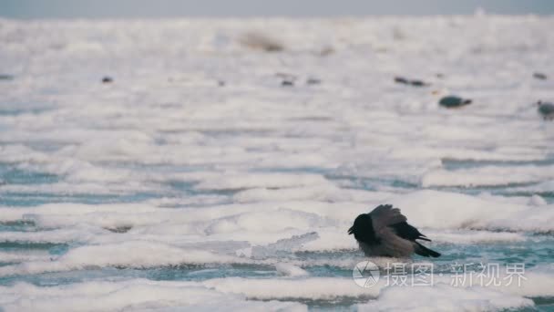 乌鸦坐在冰冻冰雪覆盖的大海视频