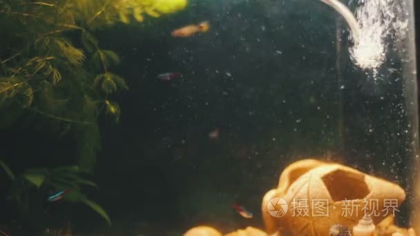 许多美丽色彩缤纷的鱼群长纱尾巴和精美在首页水族馆