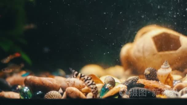 许多美丽色彩缤纷的鱼群长纱尾巴和精美在首页水族馆