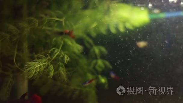 许多美丽色彩缤纷的鱼群长纱尾巴和精美在首页水族馆