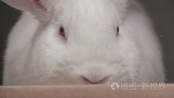 关闭了白色的兔子视频