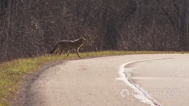 土狼看了看再过马路视频