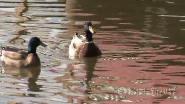 银的湖面倒影的鸭子视频