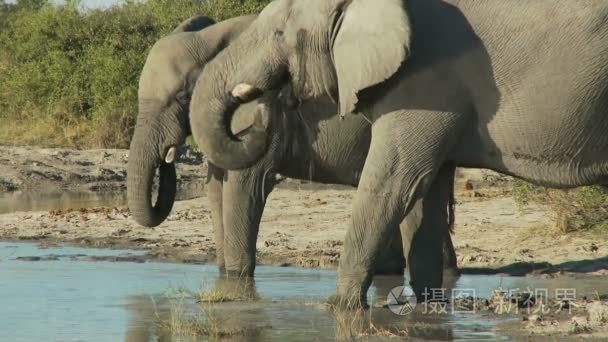 大象喝水视频