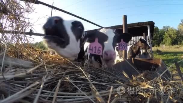 犊牛在夏季牧场视频