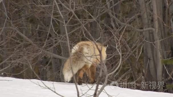 雪覆盖森林猎狐视频