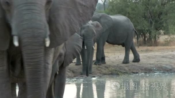 集团的大象视频