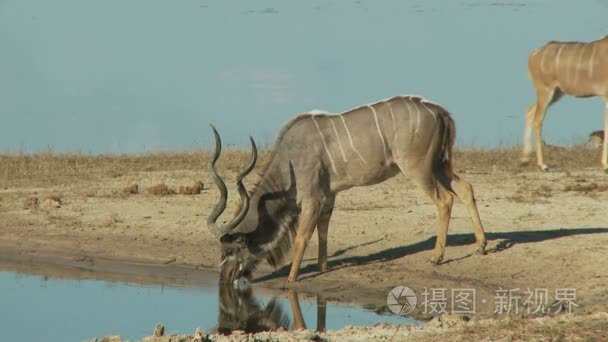 捻角羚饮用水视频