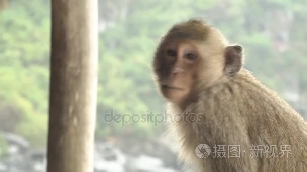 一只小猴子的肖像视频
