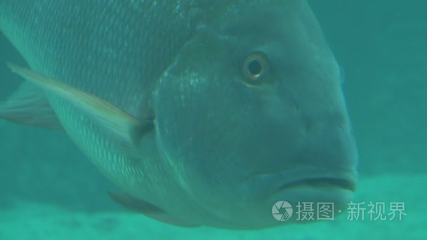 大型热带鱼盯着相机视频