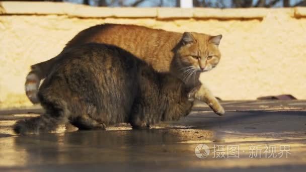 在大街上的流浪猫吃面包在早春视频