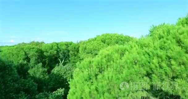 航空相机拍摄山飞越宏伟绿色森林公园，背景为大海，并清除在意大利的托斯卡纳，蓝蓝的天空