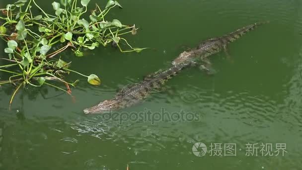 雨在池塘里的鳄鱼视频