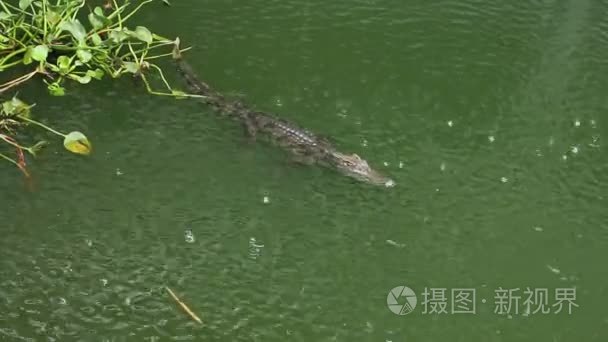 雨在池塘里的鳄鱼视频