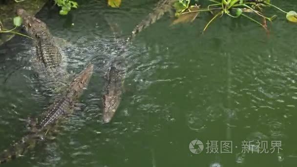 雨在池塘里的鳄鱼视频
