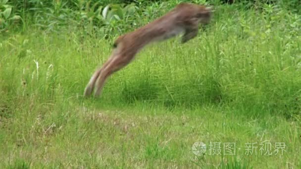 猞猁扑向猎物在阿拉斯加草甸视频