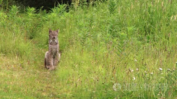 猞猁坐和抓头视频