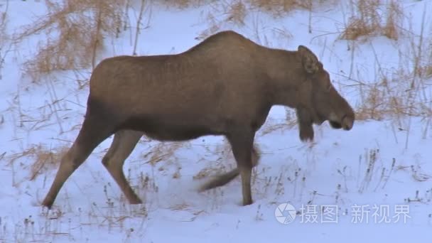 驼鹿在晚上穿过雪山沟视频