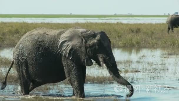泥覆盖的大象视频
