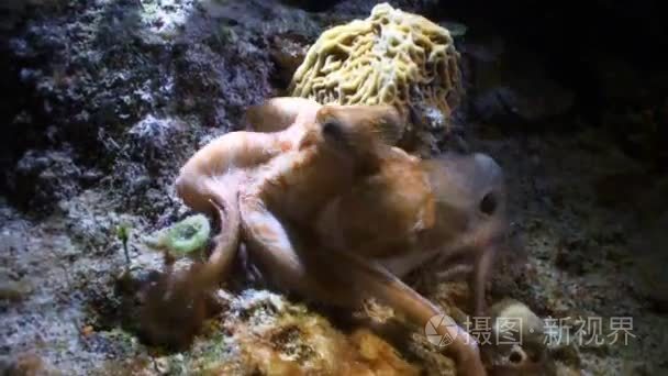 八达通周围海底吃动物爬行视频