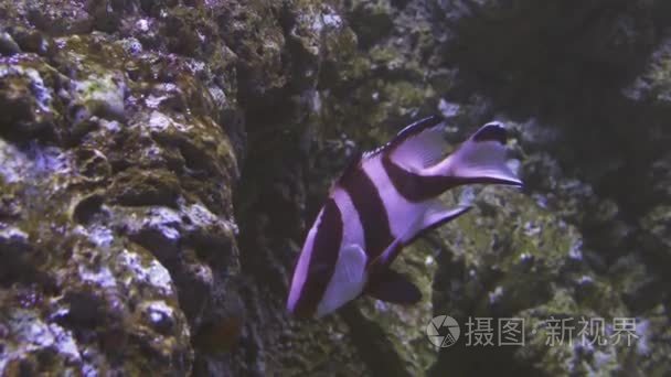 笛鲷千在盐水水族馆素材视频