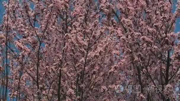 粉红色和红色的花朵，在蓝蓝的天空背景上的樱花树