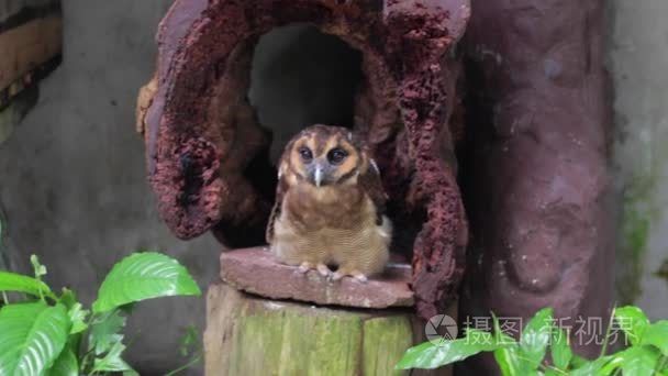 坐在一个树桩上的棕色木猫头鹰视频