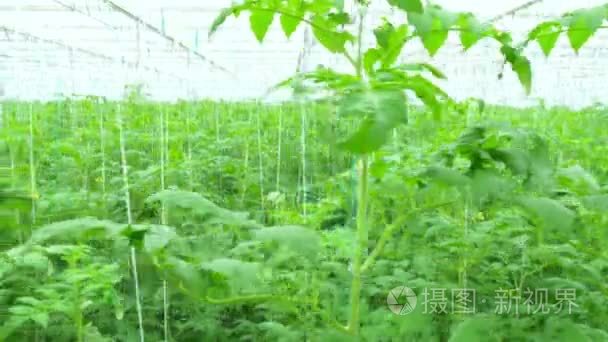 在温室番茄水培植物视频