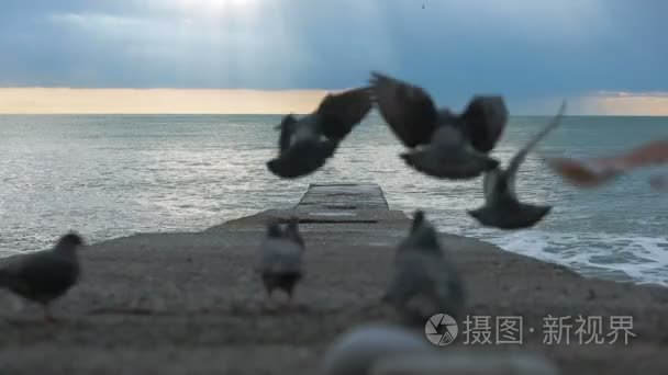 在一场暴雨码头上的鸽子。海浪