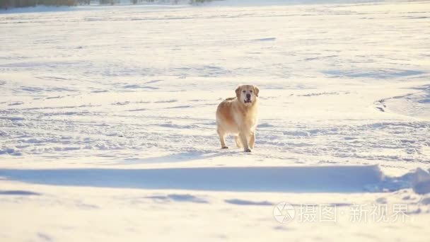 冬天在雪地里享受阳光明媚的日子，在慢动作的金毛猎犬。1920 x 1080视频