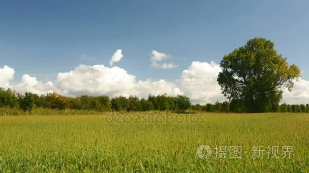 在夏天沿着绿色的田野 树和蓝蓝的天空视频