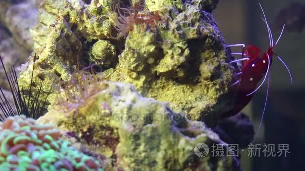 珊瑚在海洋水族馆火虾视频