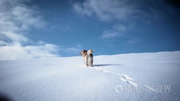 在冬季用狗金毛在雪山徒步视频