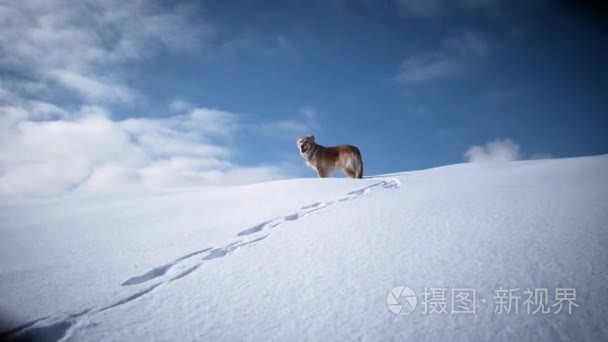 在冬季用狗金毛在雪山徒步视频
