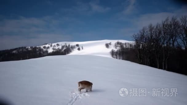 在冬季用狗金毛在雪山徒步