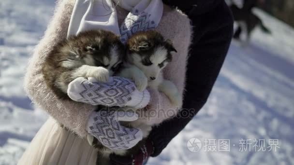 男人和女人与两个哈士奇犬小狗视频