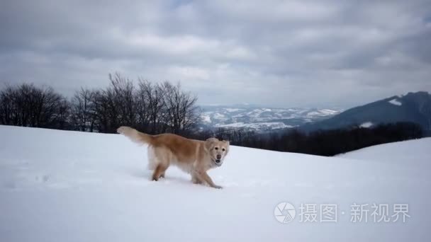 在冬季用狗金毛在雪山徒步视频