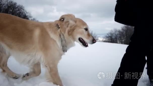 在冬季用狗金毛在雪山徒步视频