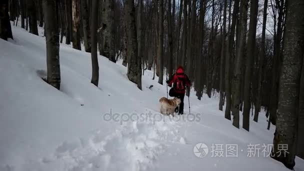 在冬季用狗金毛在雪山徒步视频