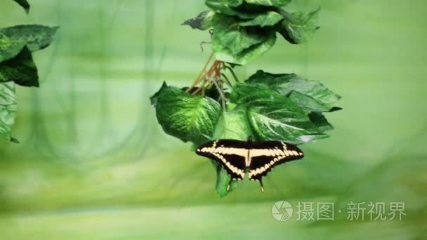热带蝴蝶坐在人工常春藤视频