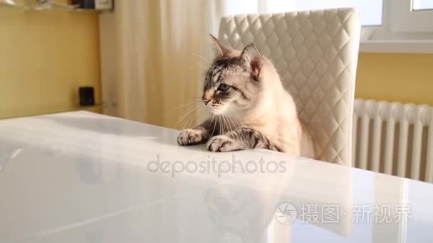 猫坐在桌和玩绳视频