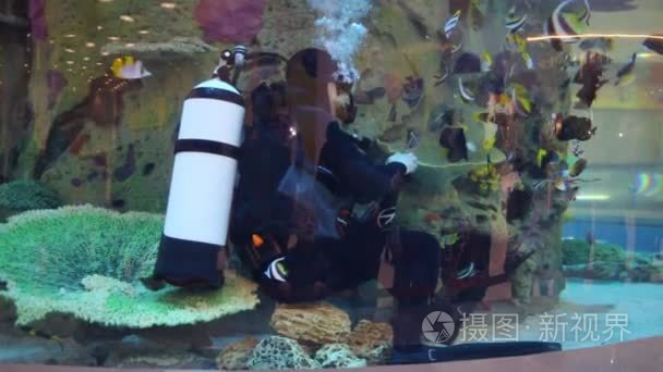 底部的购物中心水族馆潜水员视频