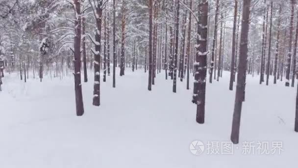 Pov 的某人走在美丽的冬天森林 白色蓬松雪堆和高大的参天大树