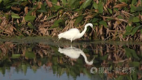 大白鹭湖里喂养视频