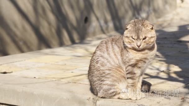 可爱的灰色猫咪坐和手表视频