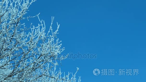 在蓝蓝的天空上树早午餐雪视频